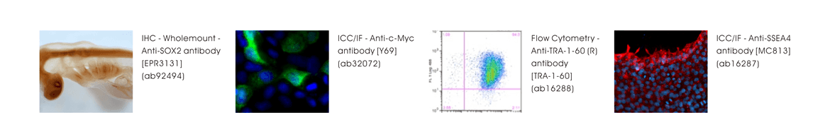 [抗體實驗效能數據圖] • IHC - Wholemount - Anti-SOX2 antibody [EPR3131] (ab92494); • ICC/IF - Anti-c-Myc antibody [Y69] (ab32072); • Flow Cytometry - Anti-TRA-1-60 (R) antibody [TRA-1-60] (ab16288); • ICC/IF - Anti-SSEA4 antibody [MC813] (ab16287)