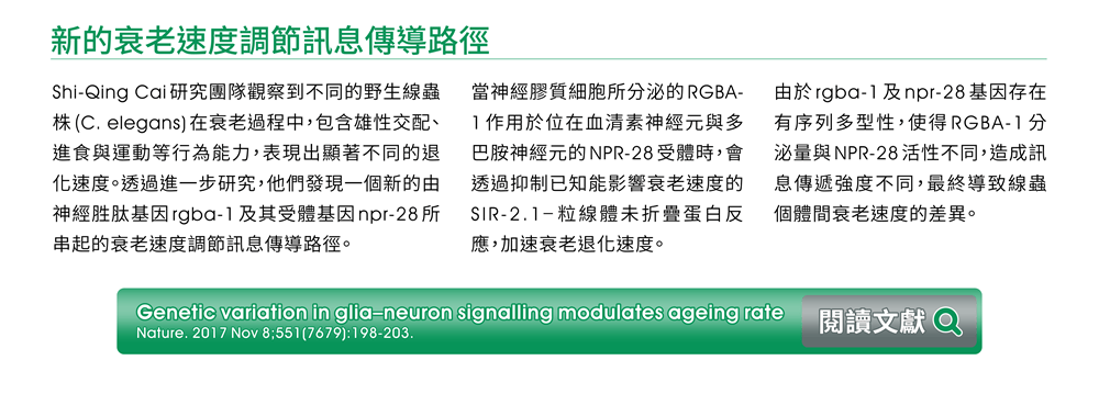 新的衰老速度調節訊息傳導路徑 — Shi-Qing Cai研究團隊觀察到不同的野生線蟲株(C. elegans)在衰老過程中，包含雄性交配、進食與運動等行為能力，表現出顯著不同的退化速度。透過進一步研究，他們發現一個新的由神經胜肽基因rgba-1及其受體基因npr-28所串起的衰老速度調節訊息傳導路徑。當神經膠質細胞所分泌的RGBA-1作用於位在血清素神經元與多巴胺神經元的NPR-28受體時，會透過抑制已知能影響衰老速度的SIR-2.1–粒線體未折疊蛋白反應，加速衰老退化速度。由於rgba-1及npr-28基因存在有序列多型性，使得RGBA-1分泌量與NPR-28活性不同，造成訊息傳遞強度不同，最終導致線蟲個體間衰老速度的差異。 《閱讀文獻：Genetic variation in glia–neuron signalling modulates ageing rate. Nature. 2017 Nov 8;551(7679):198-203. 》