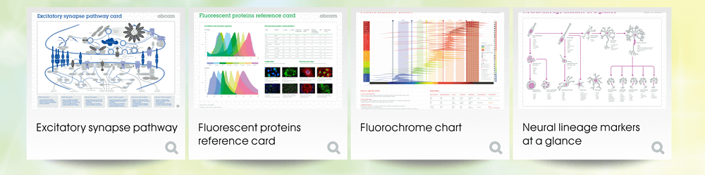 檢視海報：Excitatory synapse pathway, Fluorescent proteins reference card, Fluorochrome chart, Neural lineage markers at a glance