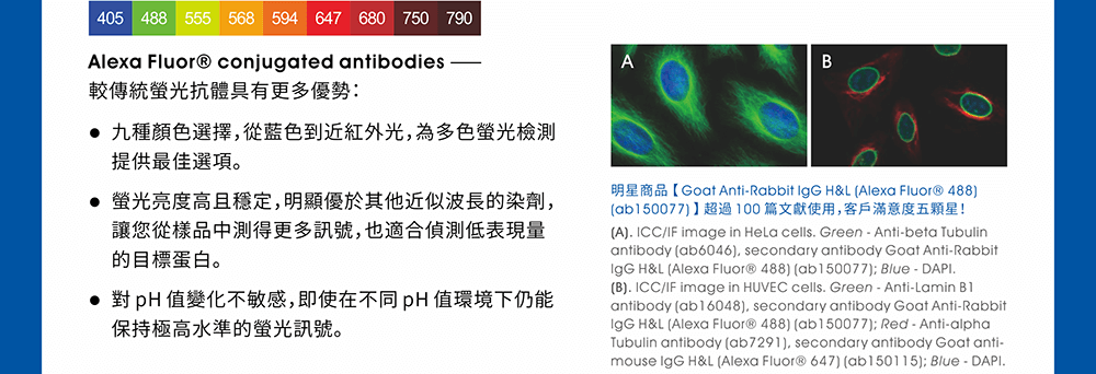 【Abcam優質抗體】Alexa Fluor® conjugated antibodies —— 較傳統螢光抗體具有更多優勢：●九種顏色選擇，從藍色到近紅外光，為多色螢光檢測提供最佳選項。 ●螢光亮度高且穩定，明顯優於其他近似波長的染劑，讓您從樣品中測得更多訊號，也適合偵測低表現量的目標蛋白。 ●對 pH 值變化不敏感，即使在不同 pH 值環境下仍能保持極高水準的螢光訊號。 ※明星商品【Goat Anti-Rabbit IgG H&L (Alexa Fluor® 488) (ab150077)】超過 100 篇文獻使用，客戶滿意度五顆星！