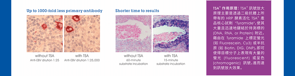 TSA® 作用原理： TSA® 訊號放大原理主要是透過二級抗體上所帶有的 HRP 酵素活化 TSA® 產品核心試劑 "Tyramide"，使其大量且迅速地鍵結於待測標的 (DNA, RNA, or Protein) 附近。藉由在 Tyramide 上標定螢光 (如 Fluorescein, Cy3) 或半抗原 (如 Biotin, DIG, DNP)，即可使得目標分子上表現有大量的螢光 (fluorescent) 或呈色 (chromogenic) 訊號，進而達到訊號放大效果。