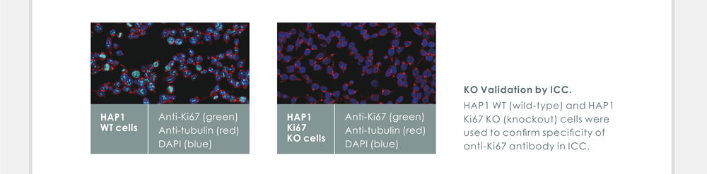 KO Validation by ICC - HAP1 WT (wild-type) and HAP1 Ki67 KO (knockout) cells were used to confirm specificity of anti-Ki67 antibody in ICC.