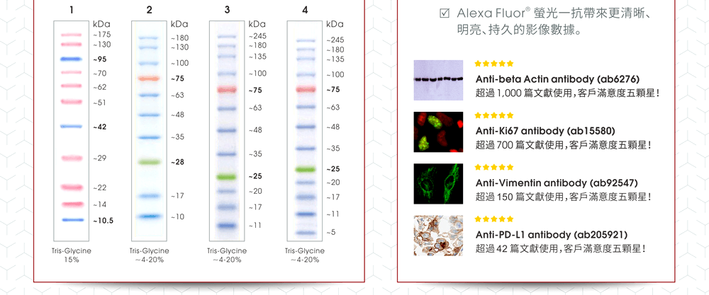 [明星商品] Anti-beta Actin antibody (ab6276), Anti-Ki67 antibody (ab15580), Anti-Vimentin antibody (ab92547), Anti-PD-L1 antibody (ab205921)。