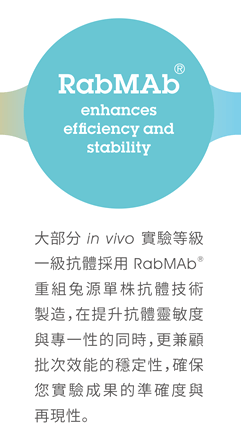 RabMAb® enhances efficiency and stability - 大部分 in vivo 實驗等級一級抗體採用 RabMAb® 重組兔源單株抗體技術製造，在提升抗體靈敏度與專一性的同時，更兼顧批次效能的穩定性，確保您實驗成果的準確度與再現性。