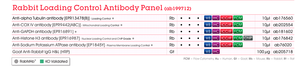 Abcam 抗體組合包矚目商品 - Rabbit Loading Control Antibody Panel (ab199712)