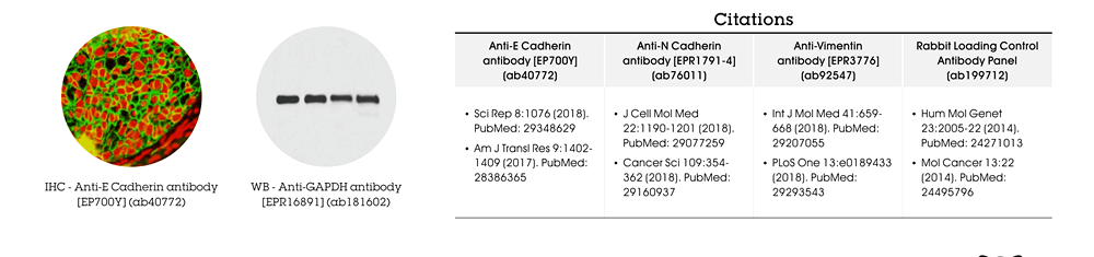 Abcam 抗體組合包實驗數據與文獻紀錄 (Citations)