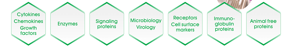 產品類別：Cytokines, chemokines and growth factors, Enzymes, Signaling proteins, Microbiology and Virology, Receptors and cell surface markers, Immunoglobulin proteins, Animal free proteins