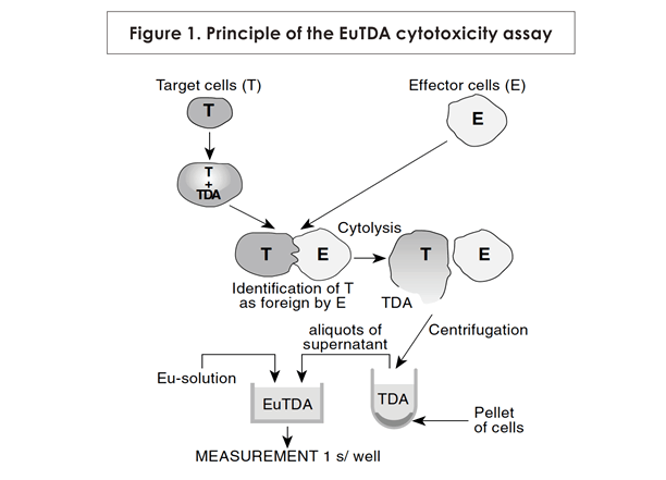 Figure 1. Principle of the EuTDA cytotoxicity assay