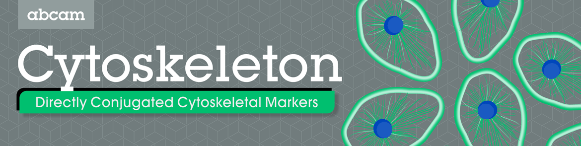 Directly conjugated cytoskeletal markers