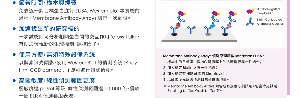 Membrane Antibody Arrays 產品特點包含：●節省時間、樣本與經費 — 免去逐一對目標蛋白進行 ELISA, Western blot 等實驗的過程， Membrane Antibody Arrays 讓您一次到位。  ●加速找出新的研究標的 — 一次試驗即可分析相關蛋白間的交互作用 (cross-talk) ，有助您發現新的生理機制、調控因子。  ●使用方便，無須特殊設備系統  — 以酵素冷光顯影，使用 Western Blot 的偵測系統 (X-ray film, CCD camera ...) 即可進行訊號偵測。 ●高靈敏度，線性偵測範圍更廣 — 靈敏度達 pg/ml 等級，線性偵測範圍達 10,000 倍，優於一般 ELISA 偵測套組表現。 ※Membrane Antibody Arrays 偵測原理類似 sandwich ELISA。流程簡介： 1. 樣本中的目標蛋白與 NC 轉漬膜上的抗體進行專一性結合；2. 加入標定 Biotin 之專一性抗體；3. 加入標定有 HRP 酵素的 Streptavidin；4. 以酵素冷光反應偵測目標蛋白表現量。  （Membrane Antibody Arrays 內含所有反應必須試劑，包含冷光試劑、Blocking buffer, Wash buffer 等。）