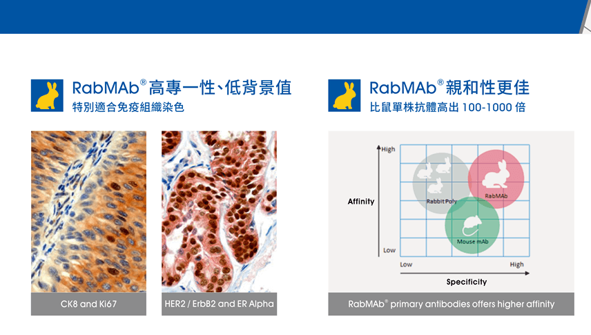 RabMAb® 兔單株一抗優勢 (1)：RabMAb® 高專一性、低背景值，特別適合免疫組織染色； RabMAb® 兔單株一抗優勢 (2)：RabMAb® 親和性更佳，比鼠單株抗體高出 100-1000 倍