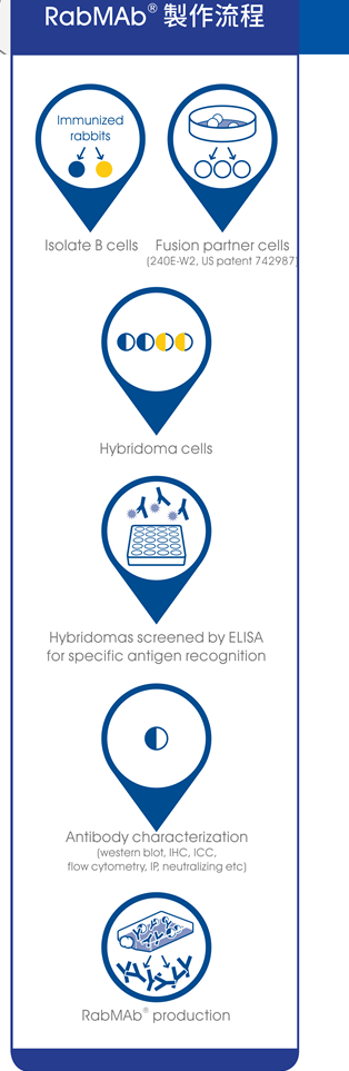 RabMAb® 製作流程圖