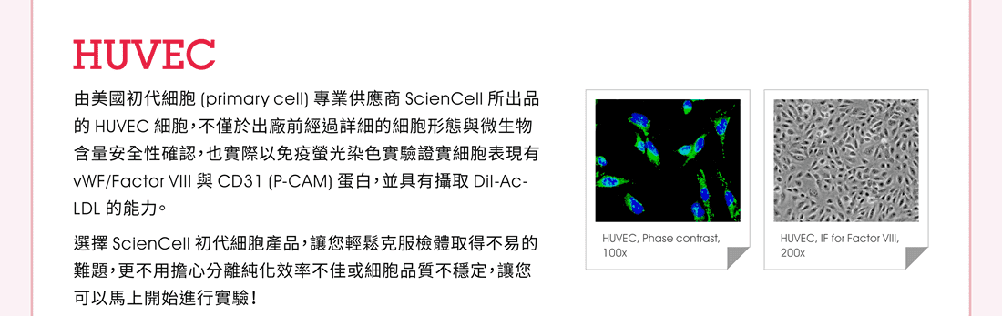 HUVEC —— 由美國初代細胞 (primary cell) 專業供應商 ScienCell 所出品的 HUVEC 細胞，不僅於出廠前經過詳細的細胞形態與微生物含量安全性確認，也實際以免疫螢光染色實驗證實細胞表現有 vWF/Factor VIII 與 CD31 (P-CAM) 蛋白，並具有攝取 DiI-Ac-LDL 的能力。選擇 ScienCell 初代細胞產品，讓您輕鬆克服檢體取得不易的難題，更不用擔心分離純化效率不佳或細胞品質不穩定，讓您可以馬上開始進行實驗！ [圖示：HUVEC, Phase contrast, 100x] [圖示：HUVEC, IF for Factor VIII, 200x] 
