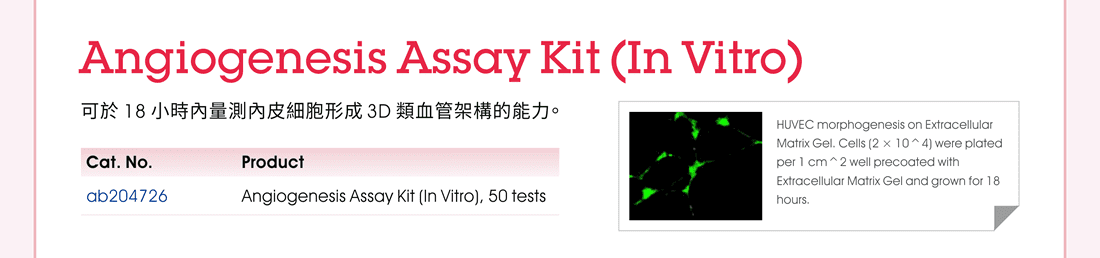 Angiogenesis Assay Kit (In Vitro) —— 可於 18 小時內量測內皮細胞形成 3D 類血管架構的能力。 [圖示：HUVEC morphogenesis on Extracellular Matrix Gel. Cells (2 × 10^4) were plated per 1 cm^2 well precoated with Extracellular Matrix Gel and grown for 18 hours.]  訂購資訊：Angiogenesis Assay Kit (In Vitro), 50 tests (ab204726)