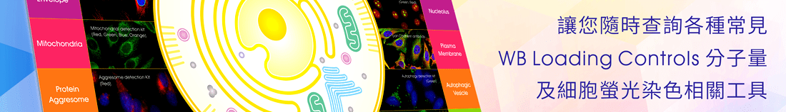 讓您隨時查詢各種常見 WB Loading Controls 分子量及細胞螢光染色相關工具。