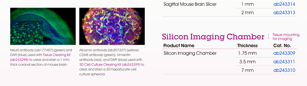 【訂購資訊】Silicon Imaging Chamber (ab243309, ab243310, ab243311) [圖片1] NeuN antibody (ab177487) (green) and DAPI (blue) used with Tissue Clearing Kit (ab243298) to clear and stain a 1 mm thick coronal section of mouse brain. [圖片2] Albumin antibody (ab207327) (yellow), CD68 antibody (green), Vimentin antibody (red), and DAPI (blue) used with 3D Cell Culture Clearing Kit (ab243299) to clear and stain a 3D hepatocyte cell culture spheroid.