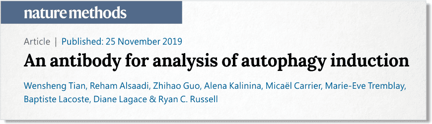 An antibody for analysis of autophagy induction. Nat Methods. 2019 Nov 25.