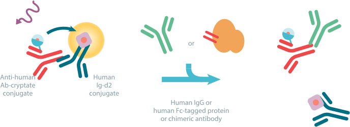 Human Fc Kit Assay Principle