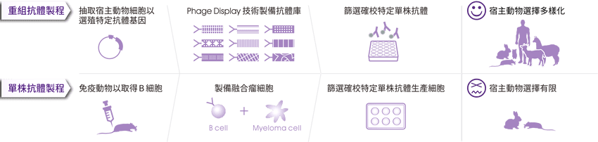 Recombinant antibody production VS Monoclonal antibody production