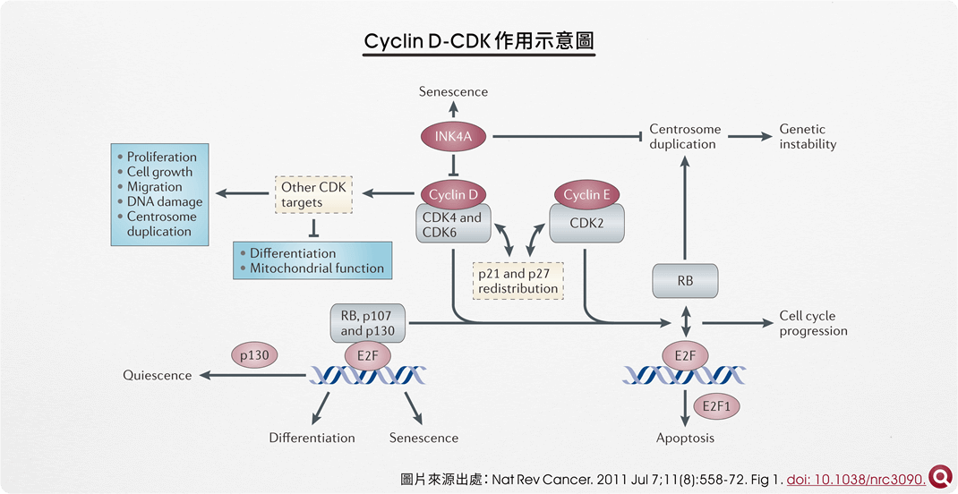 Cyclin D-CDK 作用示意圖