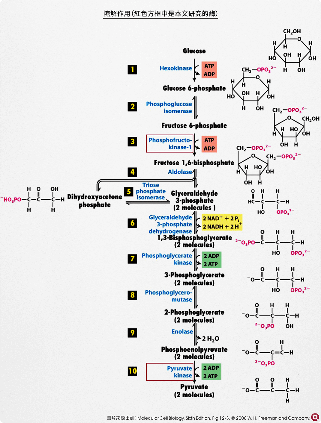 糖解作用（紅色方框中是本文研究的酶）