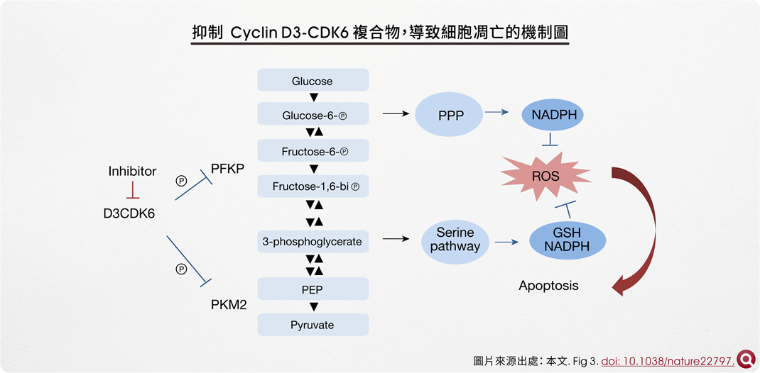抑制  Cyclin D3-CDK6 複合物，導致細胞凋亡的機制圖