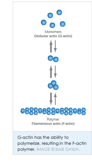 G-actin has the ability to polymerize, resulting in the F-actin polymer. IMAGE © ibidi GmbH.