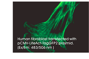 LifeAct specifically stains F-actin.