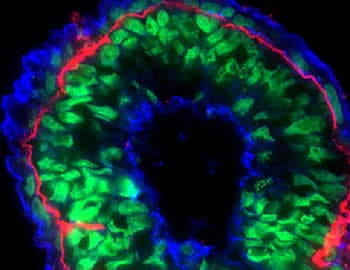 CytoPainter F-actin Staining Kit - Blue Fluorescence (ab112124)