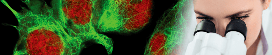 F-actin 螢光染色實驗工具 | 固定細胞染色、活細胞影像攝影