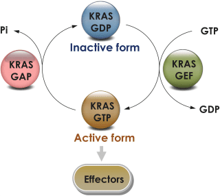 KRAS GTPase cycle