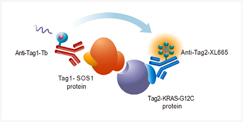 Principle of the HTRF KRAS-G12C/SOS1 assay