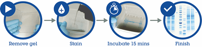 InstantBlue® Coomassie Protein Stain (ISB1L) (ab119211) Protocol