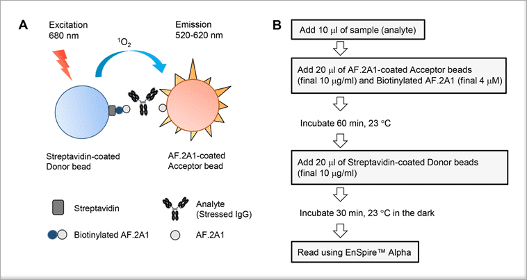 Principle of the AF.2A1-AlphaScreen technique. (A) Schematic illustration of AlphaScreen for detection of non-native IgG. The detection of non-native IgG is enabled by the sandwich structure involving a pair of AF.2A1 proteins. One is chemically conjugated to acceptor beads and the other is biotinylated, which is captured by streptavidin donor beads. The AlphaScreen signal is generated when donor beads are brought into close proximity with acceptor beads, allowing transfer of a singlet oxygen from the photo-excited donor to the acceptor. (B) Procedure of the AF.2A1-AlphaScreen technique. IMAGE © Sci Rep. 2017 Sep 29;7(1):12466, Figure 1.