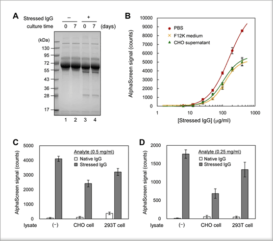 Analysis of non-native IgG in cell culture supernatant and lysate using the AF.2A1-AlphaScreen technique. (A) Mixture of CHO cell culture supernatant and non-native IgG. Day 0 of culture (lane 1), day 7 of culture (lane 2), day 0 of culture with 500 ng acid-stressed IgG (lane 3), and day 7 of culture with 500 ng stressed IgG (lane 4) were subjected to 12% SDS-PAGE and stained with Coomassie brilliant blue. Full-length gel image is shown in Supplementary Fig﻿ure 1. (B) Detection of non-native IgG in the supernatant of CHO cell culture. Acid-stressed IgG was added to PBS, F12K medium, and CHO cell culture supernatant. (C) Luminescence intensity of AlphaScreen signals of non-native IgG in the CHO and 293 T cell lysate. The measurement samples were prepared using acid-stressed IgG, which was added to the CHO and 293 T cell lysates. The stressed IgG concentration was 0.5 mg/ml. (D) Luminescence intensity of AlphaScreen signals of non-native IgG from the CHO and 293 T cell lysate, with an acid-stressed IgG concentration of 0.25 mg/ml. Otherwise conditions were as described in (C). Three independent experiments were performed, and the data were presented as mean ± SD. MAb_A was used in this experiment. IMAGE © Sci Rep. 2017 Sep 29;7(1):12466, Figure 6.