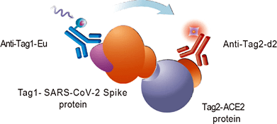 Principle of SARS-CoV-2 Spike/ACE2 Binding Assay