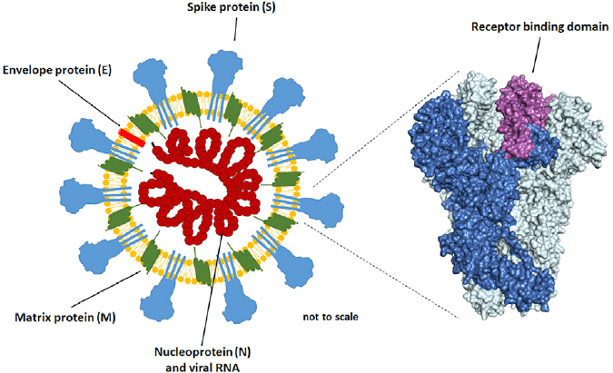 The structure of a coronavirus particle with the different viral proteins indicated