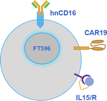 FT596 設計圖示。IMAGE © Fate Therapeutics.