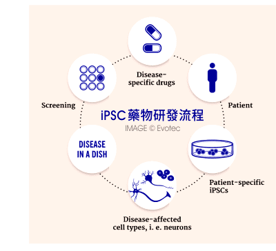 iPSC 藥物研發流程。IMAGE © Evotec.