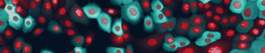 高内涵影像分析應用實例 — 以 FRET 生物感測器分析活細胞內 ERK 訊息傳導路徑