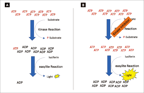 easylite-Kinase™ scheme. (A) The initial kinase reaction (composed of the kinase, kinase substrate, and ATP) is run, depleting ATP. easylite-Kinase reagent is added to the kinase reaction to produce a luminescence signal proportional to the amount of ATP remaining. (B) When the test compound inhibits the kinase, ATP remains available for the luciferase reaction, leading to an increased level of emission of light.
