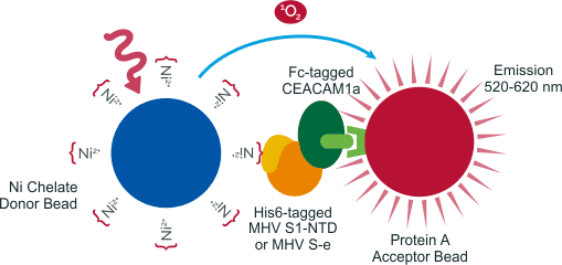 AlphaScreen protein-protein binding assay