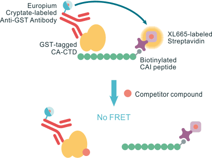 HTRF-based CAI binding competition assay