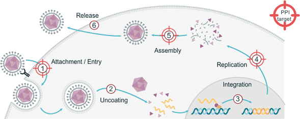 Generic viral life cycle diagram highlighting some of the protein-protein interactions that could be used as targets for antiviral therapies.