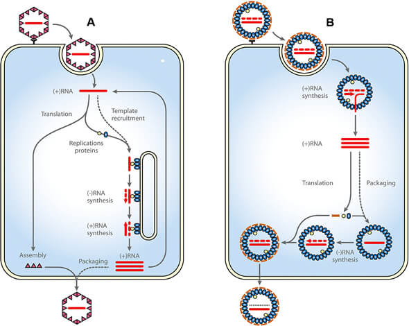 RNA 病毒複製過程