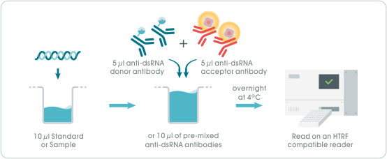 Viral double-stranded RNA detection kit (Cat# 64RNAPEG) 檢測流程