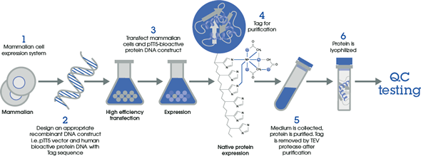 Manufacturing workflow for producing premium grade recombinant human cytokines and growth factors