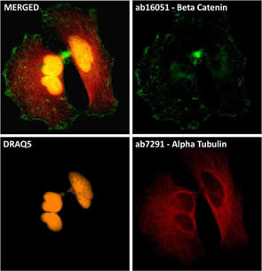 Immunocytochemistry/ Immunofluorescence - DRAQ5™ (ab108410)