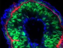 F-actin Staining Kit - Blue Fluorescence - Cytopainter (ab112124) for F-actins staining