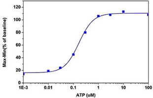 ATP Dose Response in CHO cells measured with Fura-2 Calcium Flux Assay Kit - No Wash, Ratiometric (ab176766)
